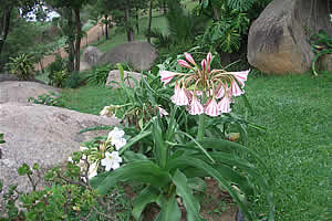 Cathmar Cottages - Swaziland Accommodation - Self catering cottages Mbabane - Mbabane Accommodation