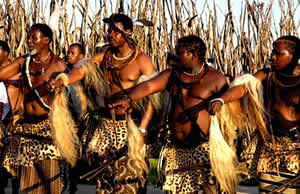 Young men collect the sacred branches of the "lusekwane" shrub, a species of acacia. 